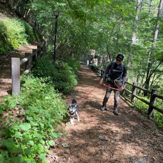 始めはウッドチップのセラピーロード。
小さなお子様連れも散歩してた。