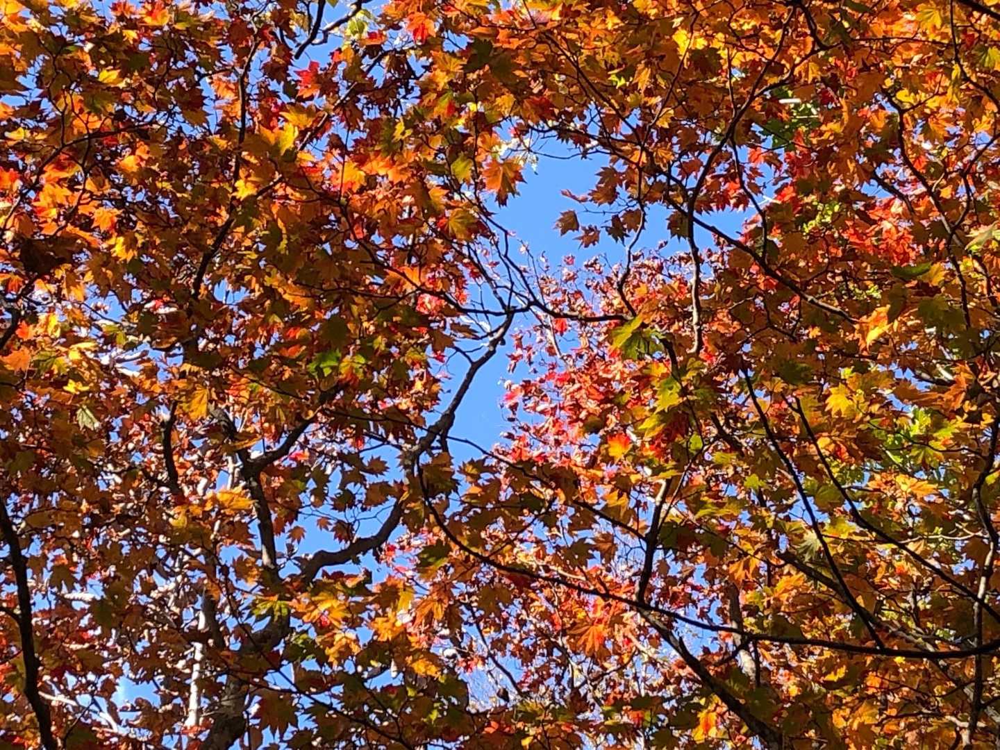 赤っぽい紅葉🍁