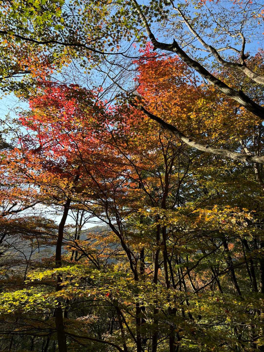 紅葉も見頃🍁