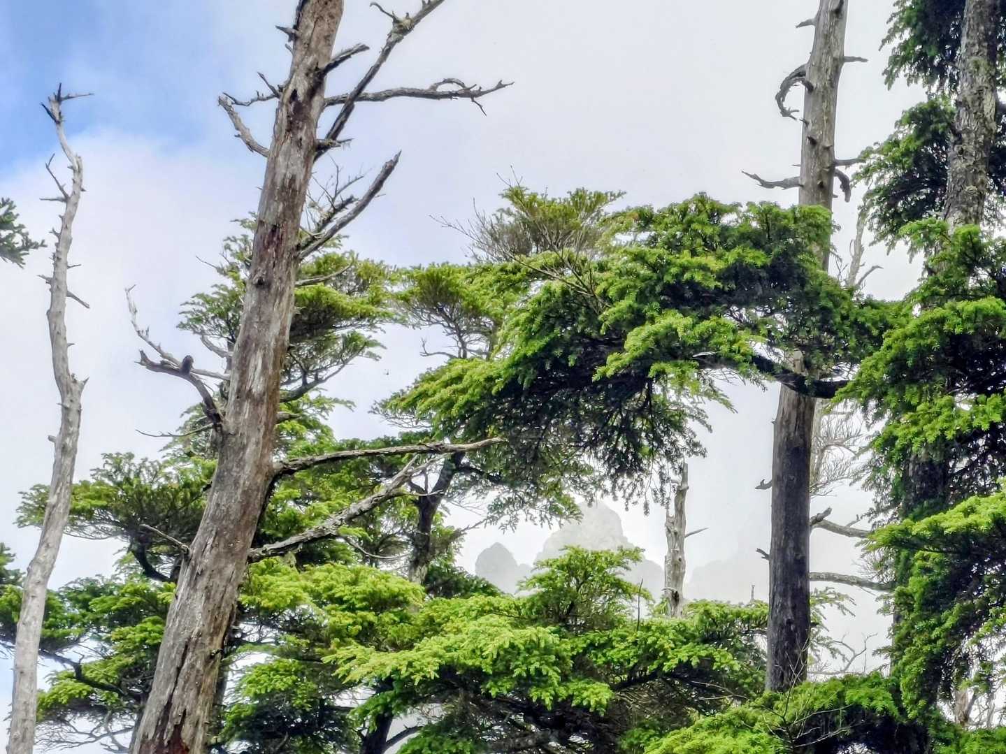 ん？
木の隙間から見えた