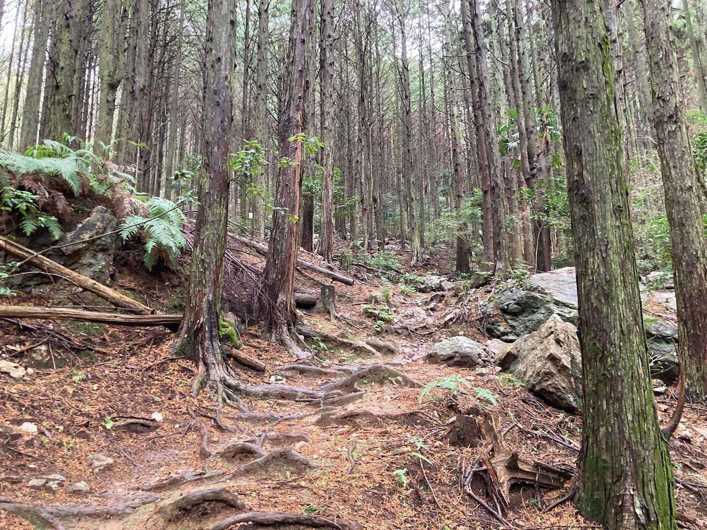 鎮南山登山口-鎮南山 往復コースの写真