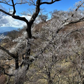 霧氷なのかな？