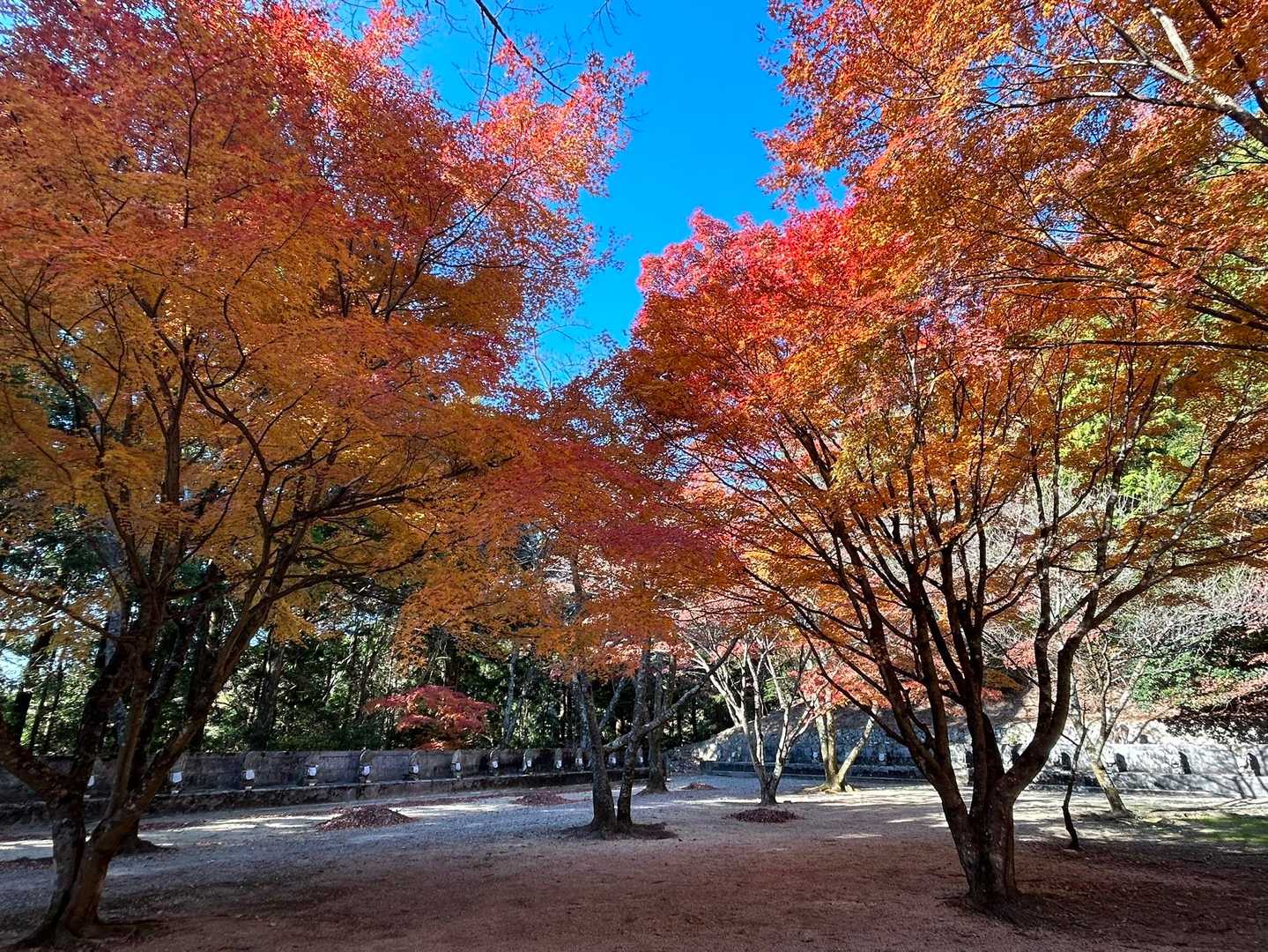 登山口駅-箸蔵寺-箸蔵寺駅 往復コースの写真