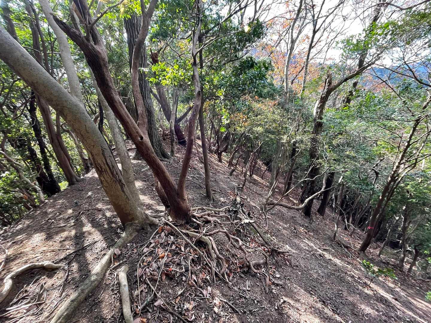 歩いてきた尾根から逸れた位置(右方向)にテープあり。こういう場所がいくつかありました