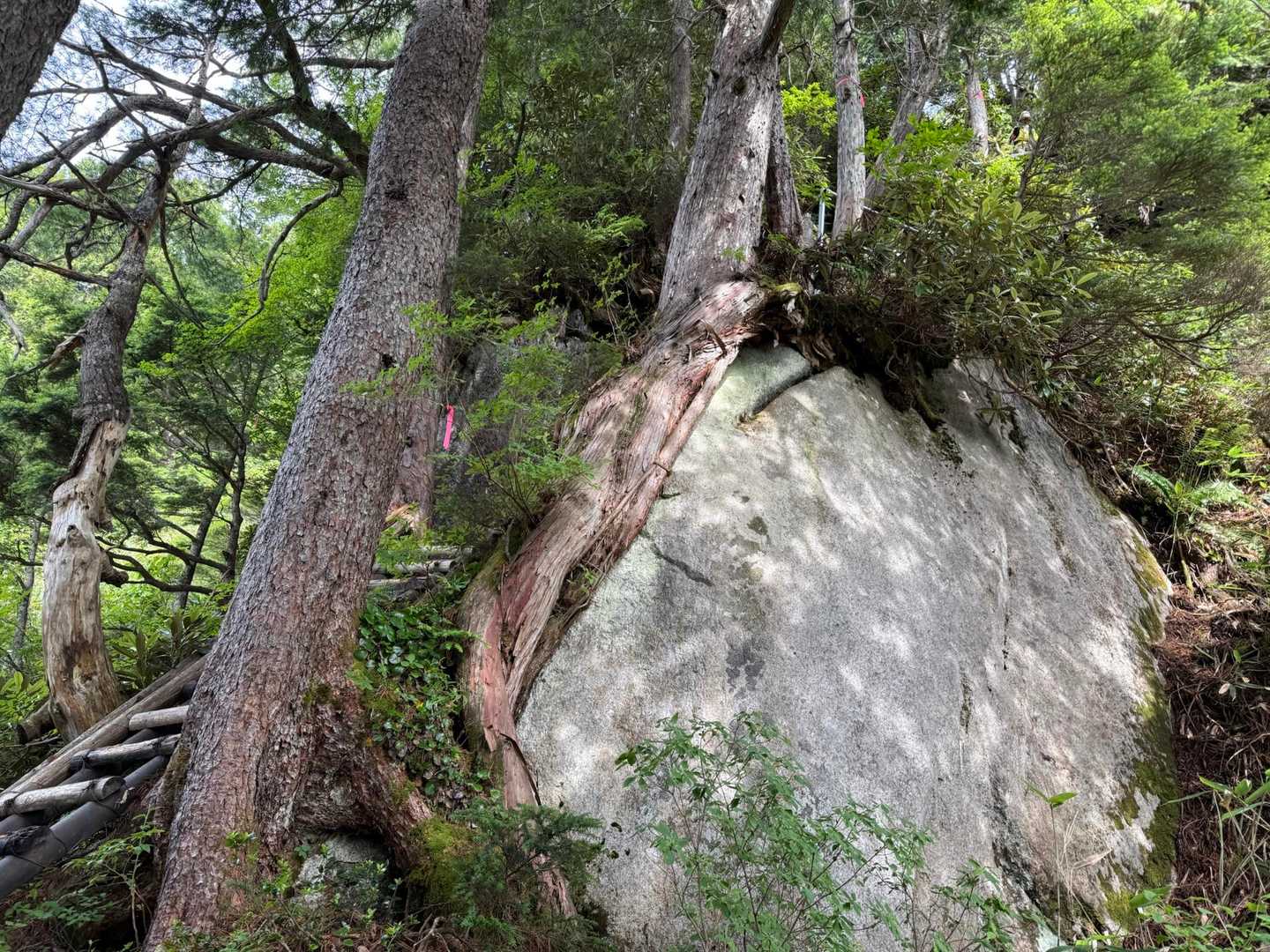 ところどころで降りる方のすれ違い待ちも。(小屋泊の方が降りてくるタイミングかな。)

それでも船窪小屋までにすれ違いは10名もいないくらい。途中でお話しした方とも、北アルプスとは思えませんね！と。笑

混んでるのは嫌いですが、待つのは全然嫌いではないのです🤔
混んでいると変な方の割合が増えるのでイライラさせられることが多いというところでしょうか😓今日はストレスフリー！