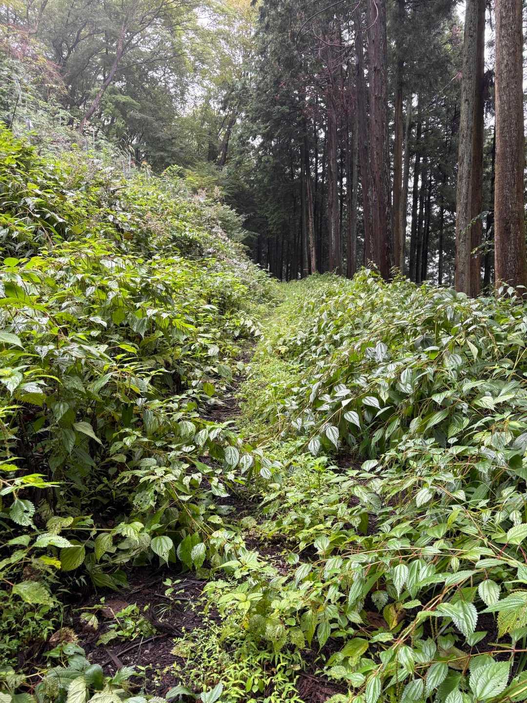 ちょっと薮っぽくなっているのはナガバヤブマオが伸びまくっているから。

苧麻の名が当てられているだけあって、この長い茎から繊維が採れるそうで、織物ができるらしい！