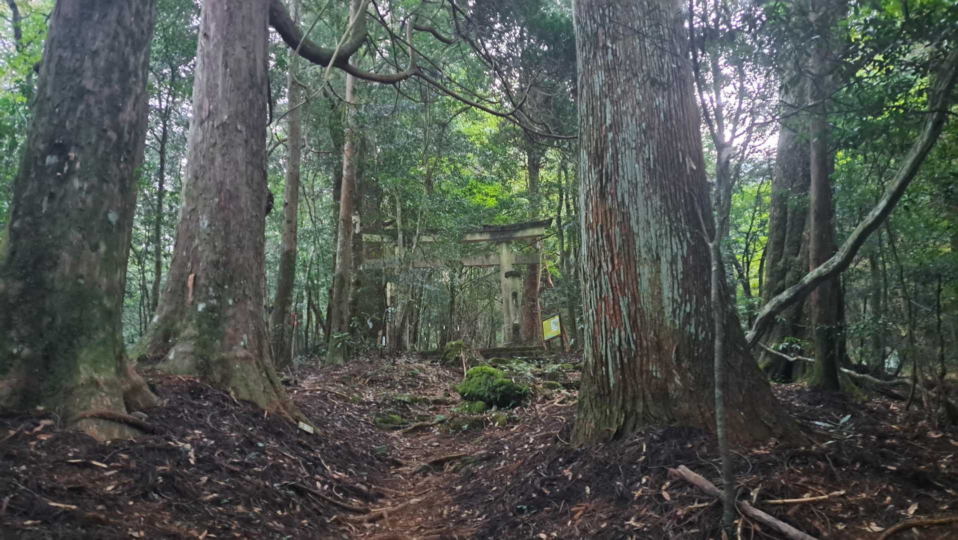森と同化している第2の鳥居⛩️