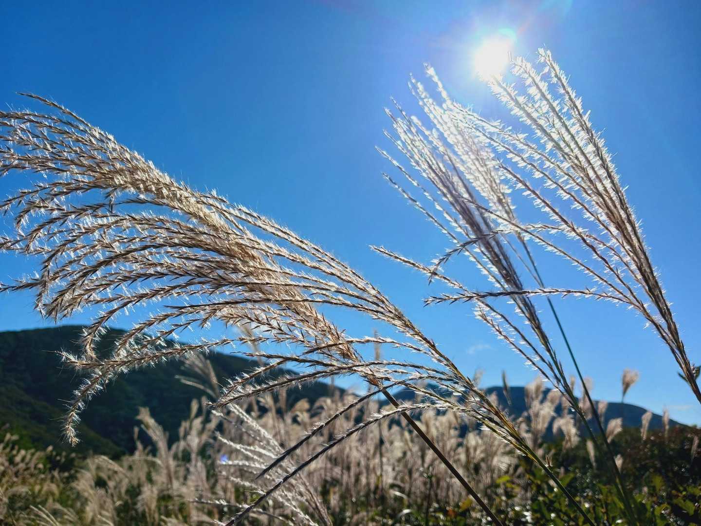 吾妻山-烏帽子山-比婆山 往復コースの写真