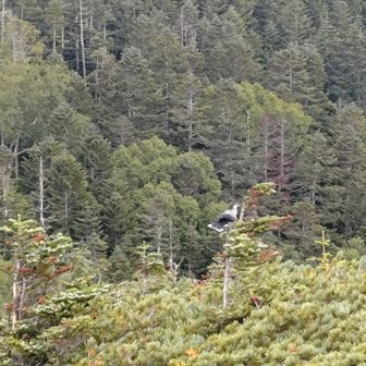 ホシガラス？が見られました🐦