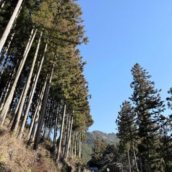 スギ花粉たちがアップをはじめてました