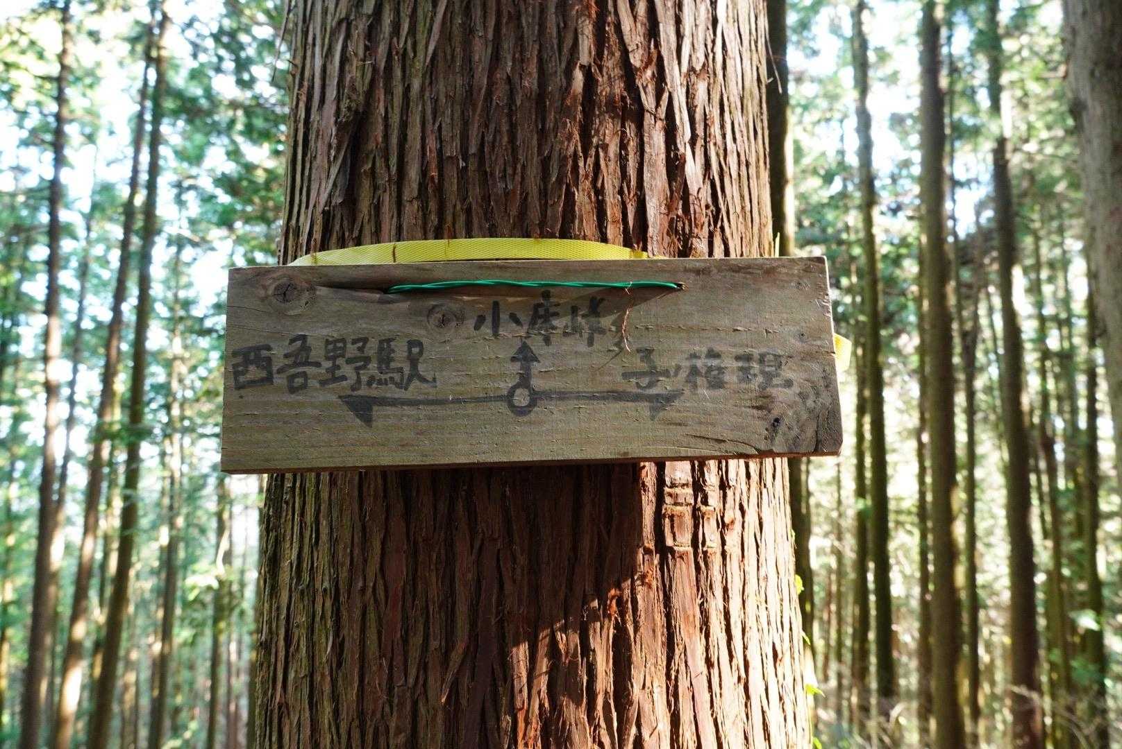 ここで、メジャーな⁉️登山道に合流です。