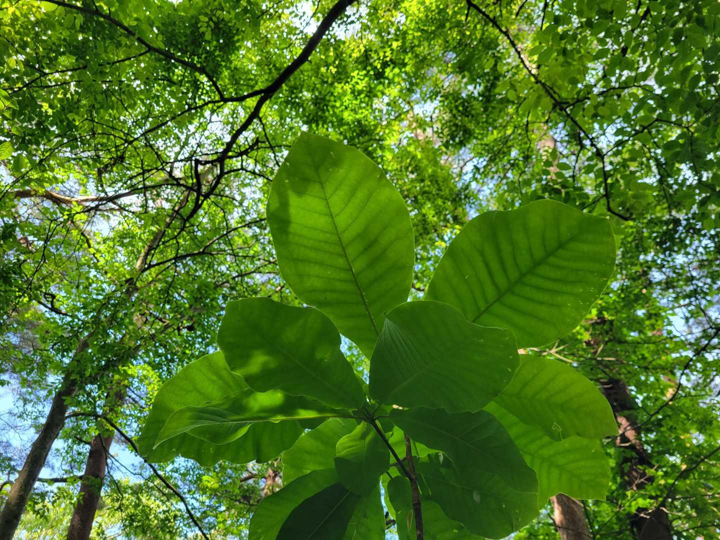 葉っぱ愛🍃😌