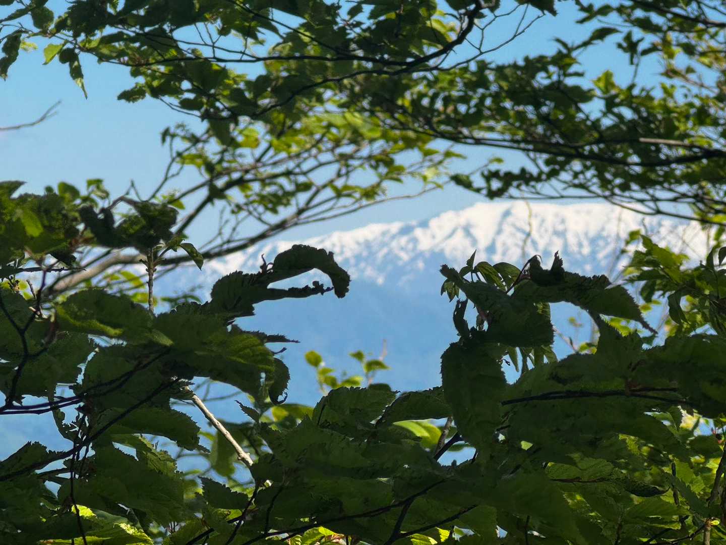 木々の間から飯豊山が見えます✨️