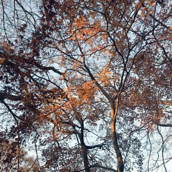 紅葉少し残ってました🍁