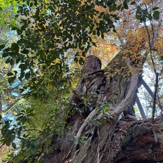 大きなビャクシン🥺