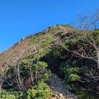 樹林帯を出た後も急登。