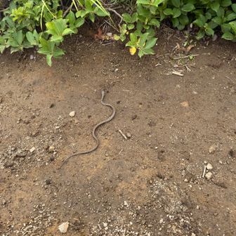 ちっさい蛇
今回を含め、直近3回の山行全部で蛇に遭遇してるし、前回の岩手山ではモグラを咥えてました
あれなので載せませんでしたけど😅
その前は秋駒で並走してたし、縁があるねー笑

ご飯食べたら下ります