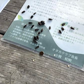 ヤマガラちゃん来てくれんかった💦