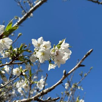 🌸、思わず足が止まるね。