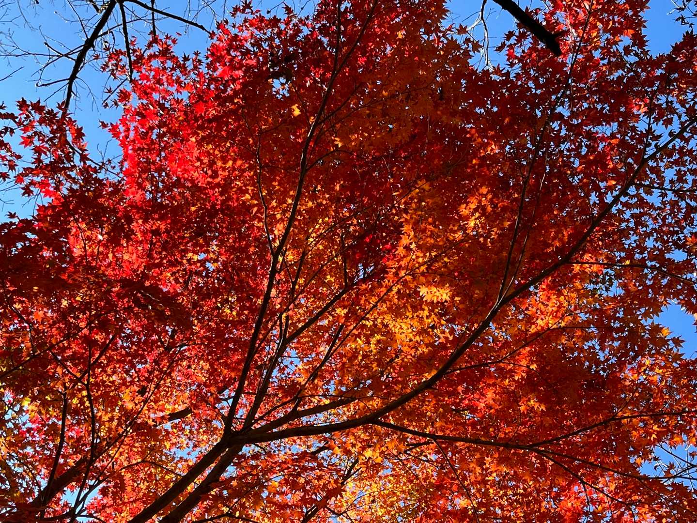紅葉🍁
もみじはやっぱりいいですね😁
今回も良い山行でした☺️
お疲れ山🏔