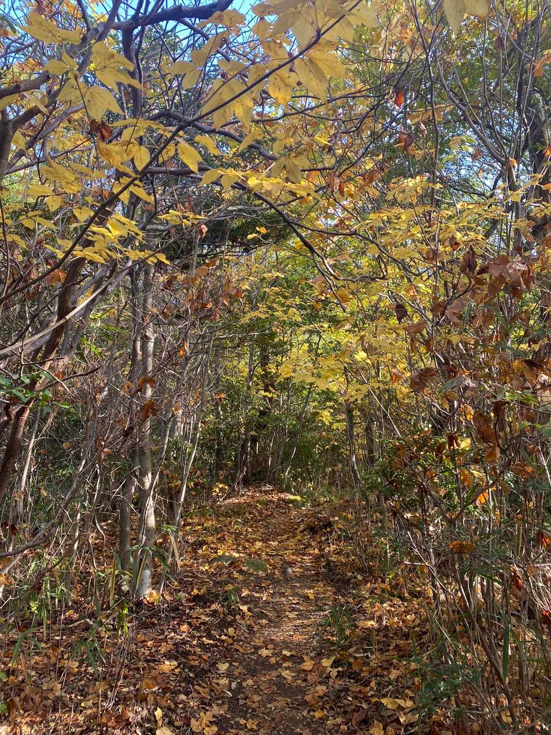 人っ子ひとりいない登山道、静か〜🍂