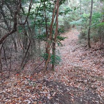 ここでちっさいイノシシ通過