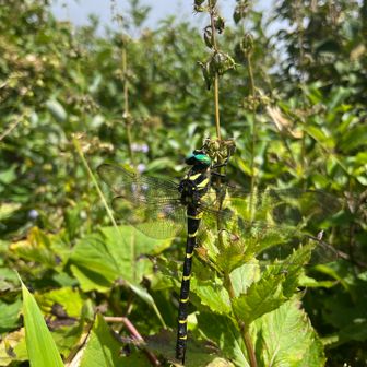 休憩中のオニヤンマ 上にトンボ