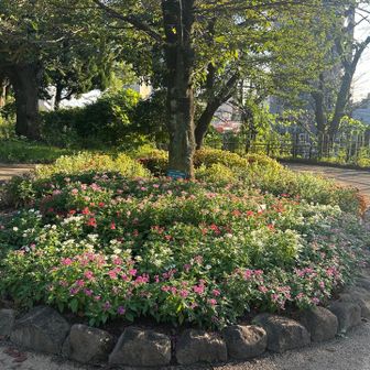 花壇