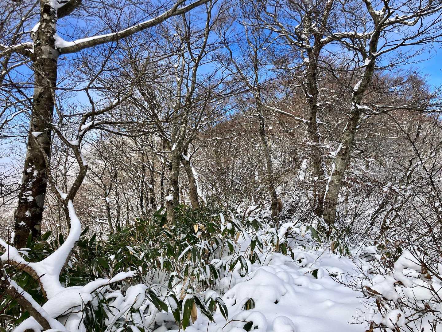 稜線上は笹が覆っています
膝くらいの積雪でした
風が吹き抜けるので寒さも感じます