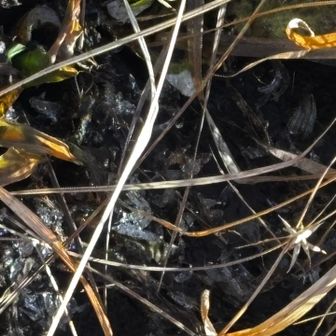 霜柱は陽の光が当たっても溶けてませんね。