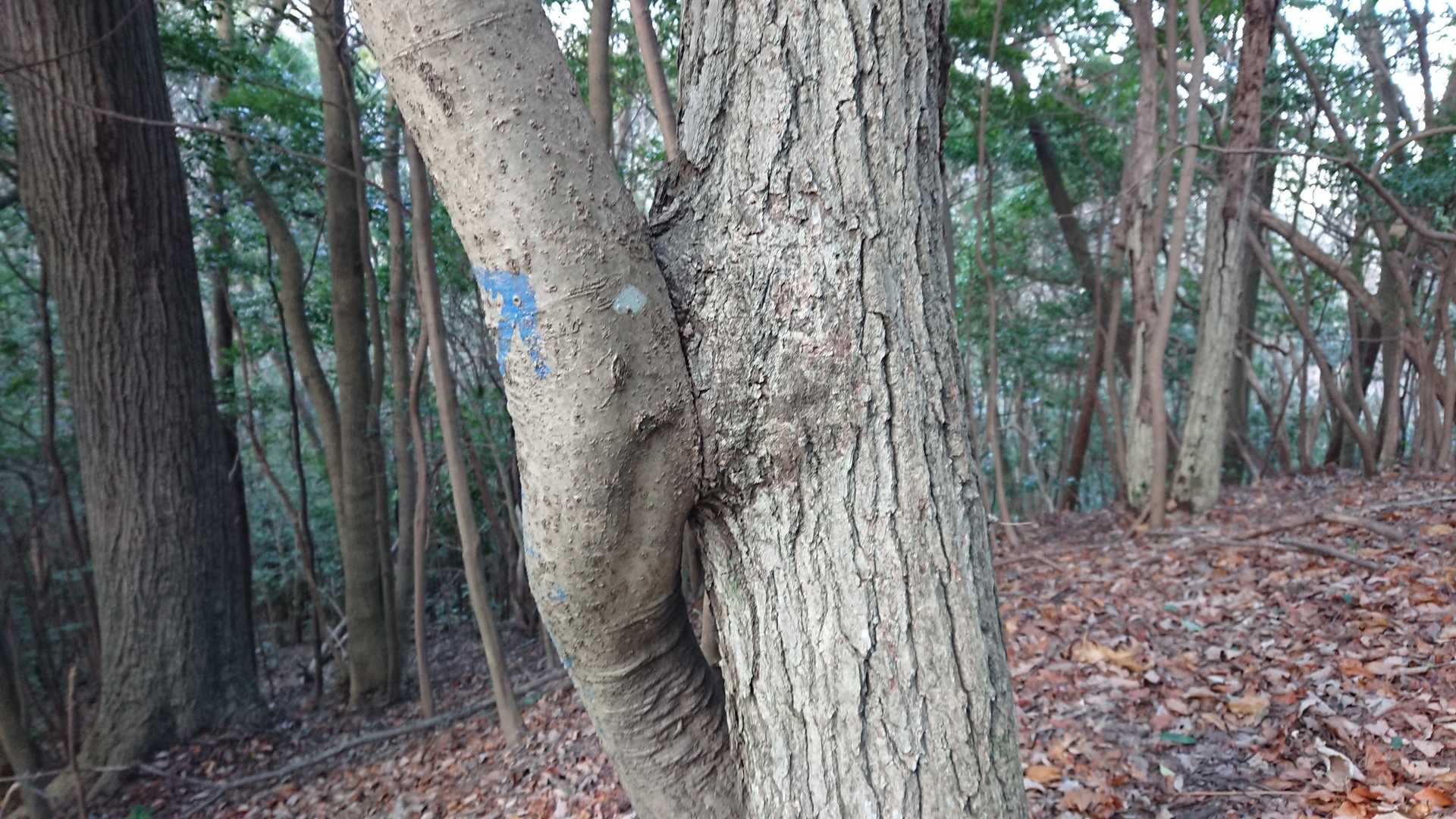 木が合体