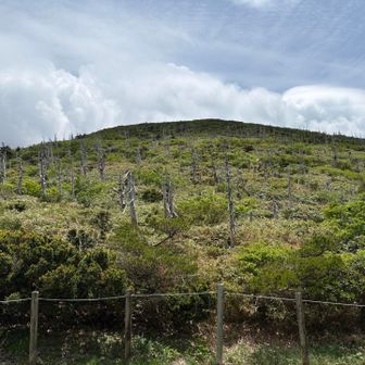 山頂テラスから👀
枯れたアオモリトドマツが…
若い木がなくてこの先心配😟