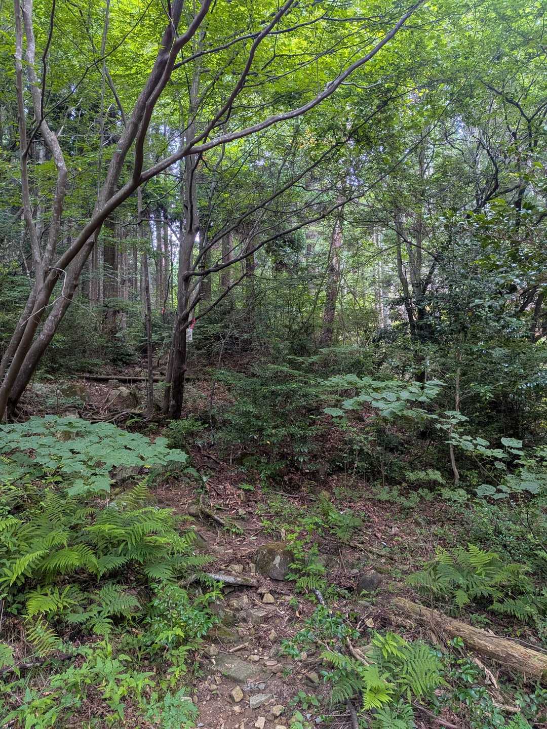 鷹ノ巣山登山口。
ピンクテープが目印。