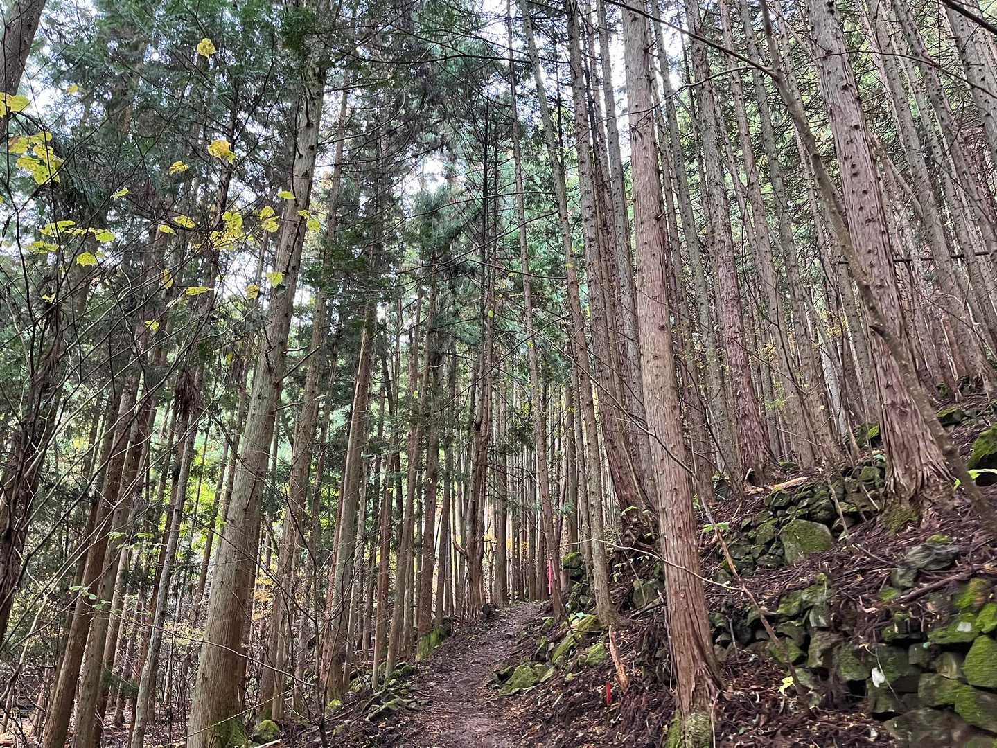 弥三郎岳 往復コースの写真