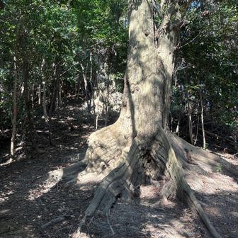 奥が、右脚、手前もあったので、左脚とした。