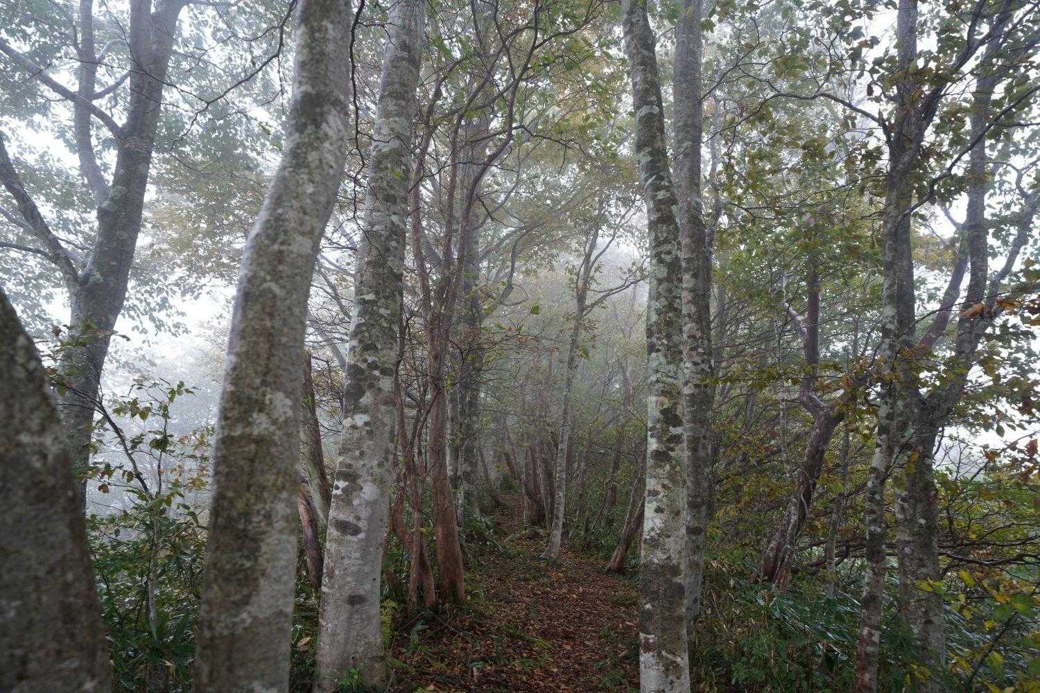 霧の中の木々、幻想的