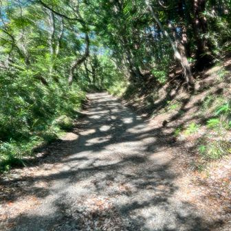 鞍掛山登山口からの長倉山へのルートが分からず長時間同じところウロウロしていましたが、諦めて林道を迂回しました。

というかここ以外ルートなくね？