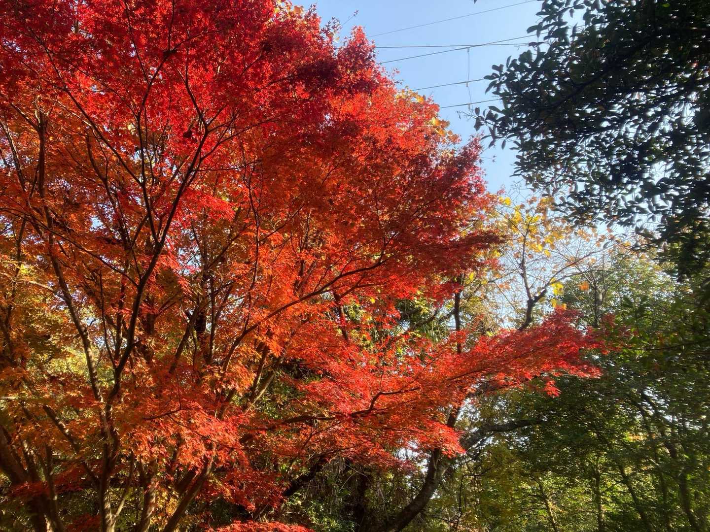綺麗な紅葉です〜🎶。