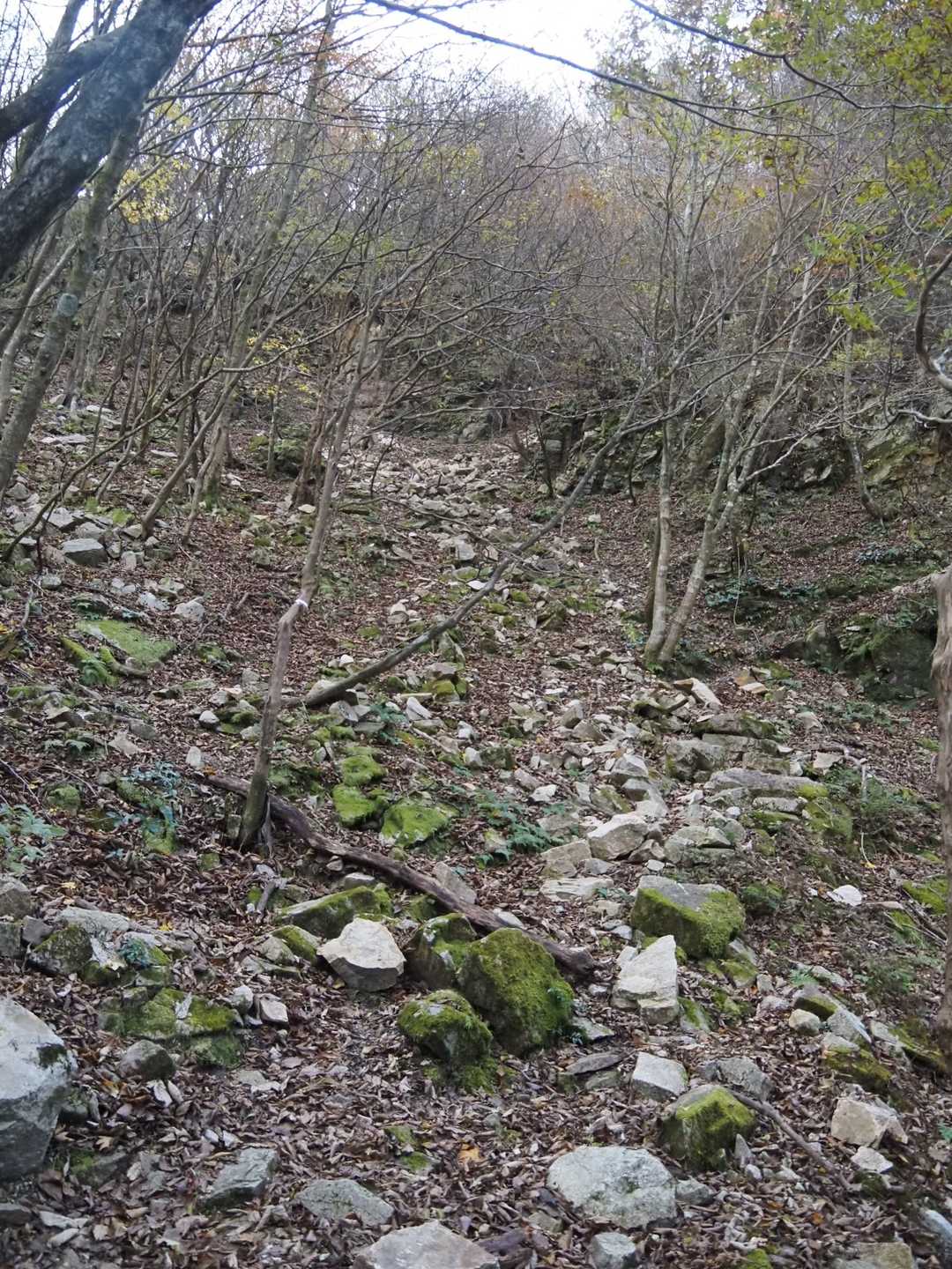 前回下った中峠への登山道。
おかわりで登るのはちょっとキツイ💦