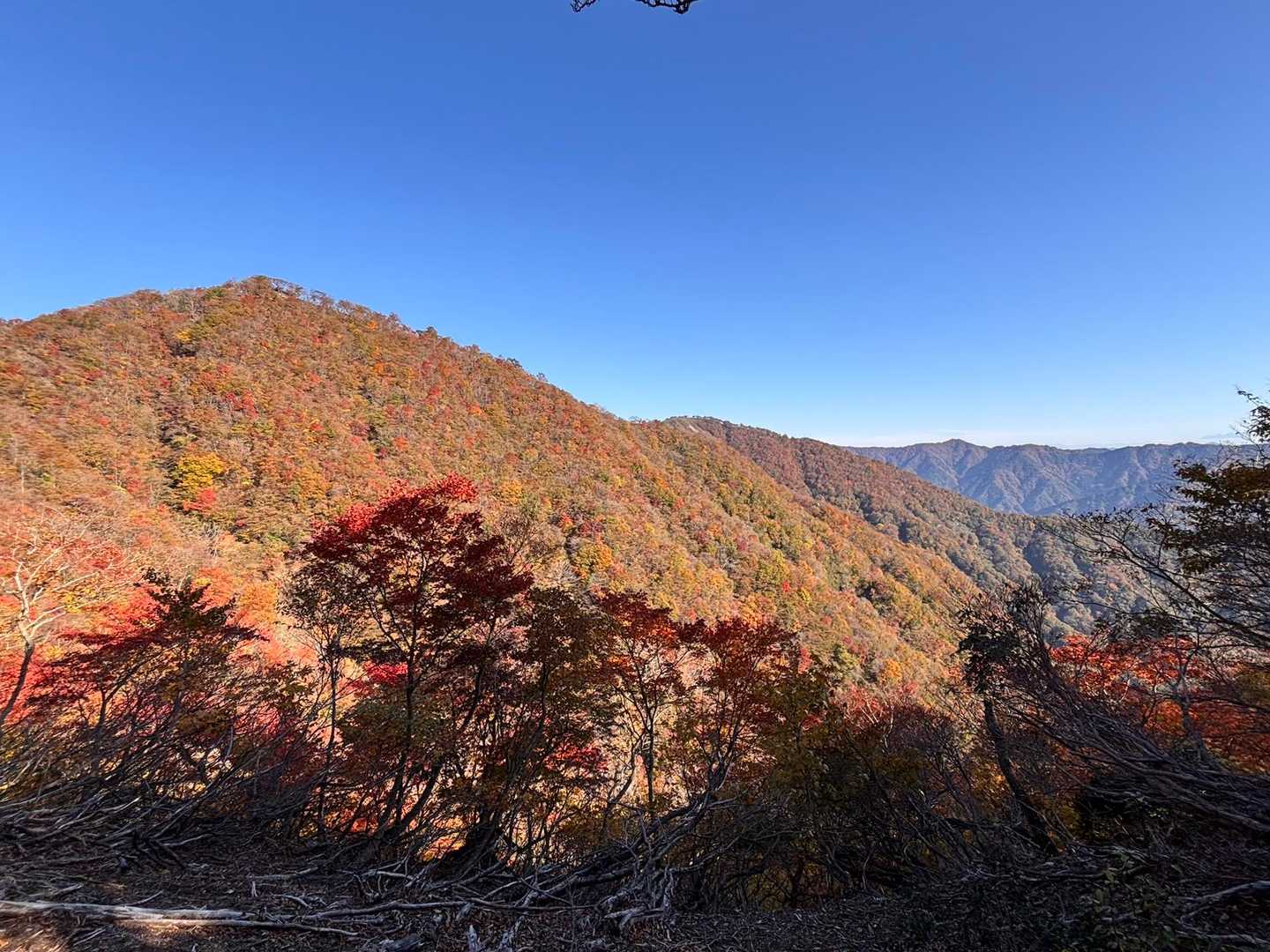 どこを見ても綺麗🍁
