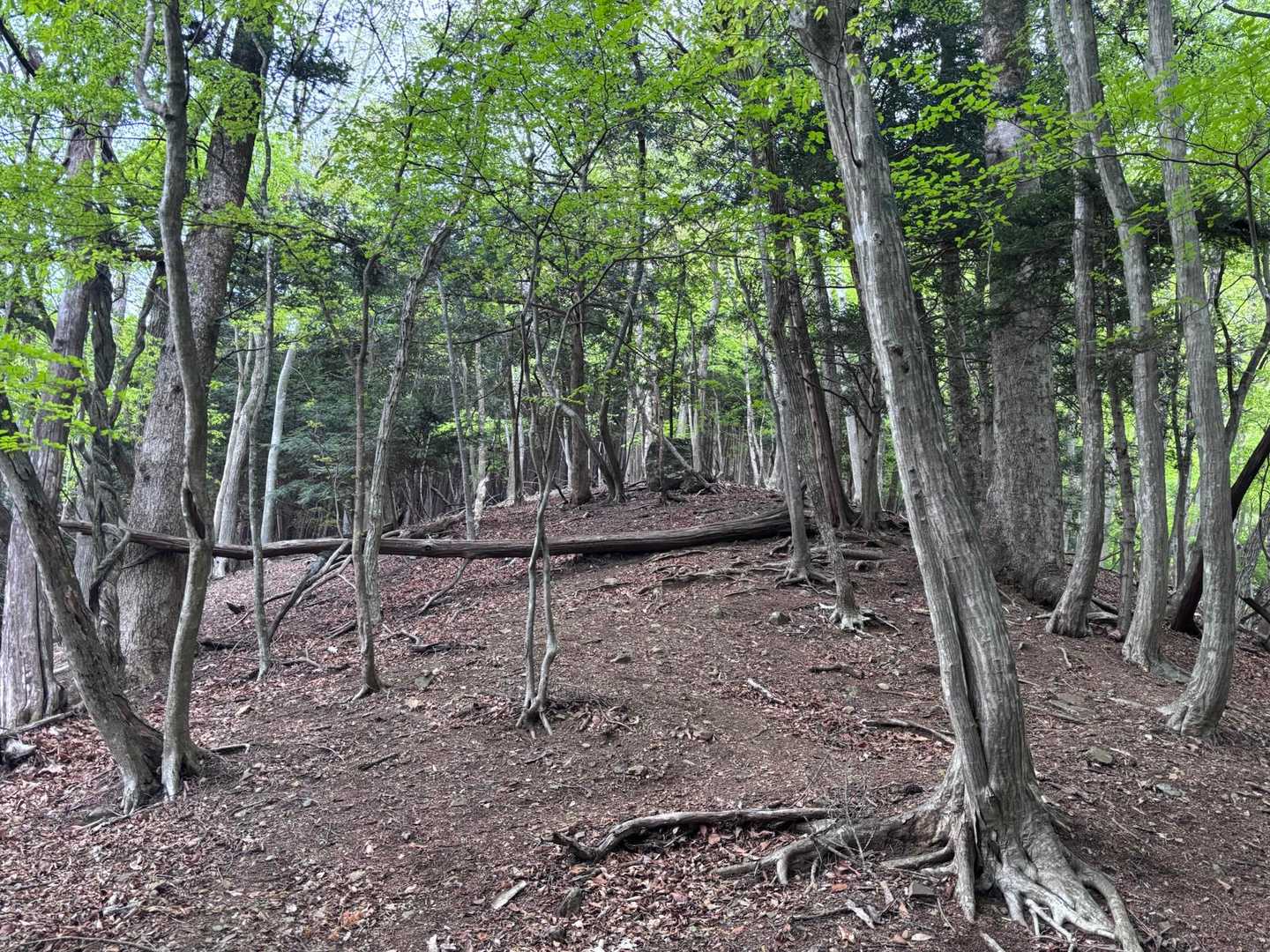 気持ち良い道です
タワ尾根はとにかく広い道
広い道は道迷いしやすい
時には三者三様、それぞれルーファイして自分の歩きやすい道を自由に歩きました