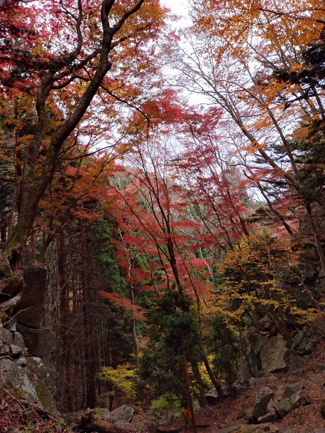 水場からの紅葉