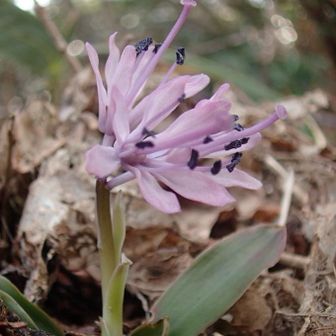 ここのショウジョウバカマは茎が短い