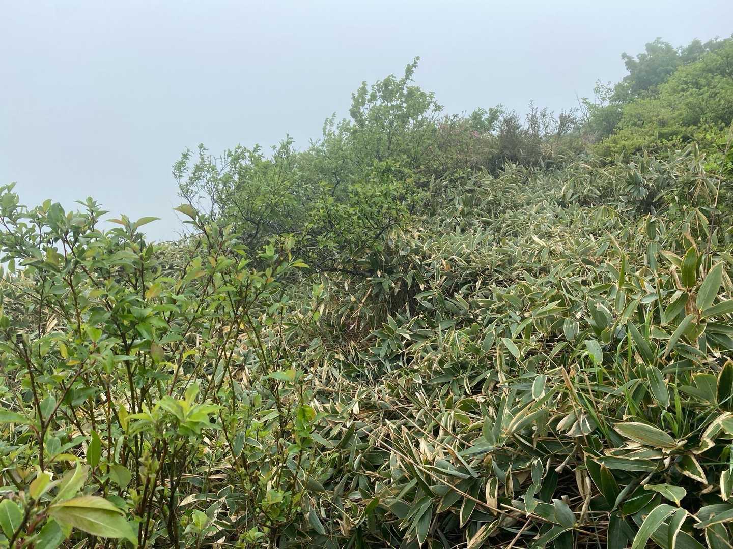 ココを突破し笹を漕いで貝渚山と水なし山を登頂する計画でしたが、今回は遠慮しておきました🤭