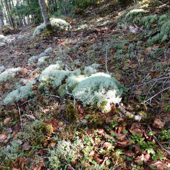 白っぽい苔もあった。綺麗