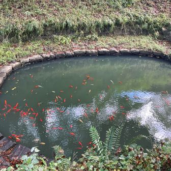紅葉はまだみたいけど、赤い金魚がいっぱい！