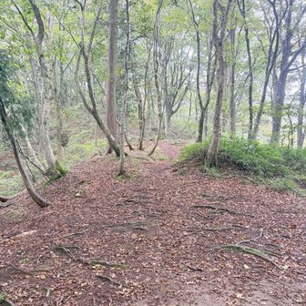 分岐から岩籠山方向の、美しいブナ樹林帯の様子。