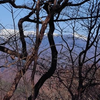 木々の間から雪をかぶったお山。草津白根？
