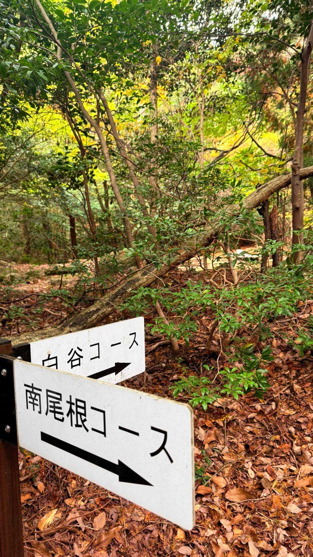 立派な看板🪧と滝を堪能して😁
南尾根コースを進みます💪