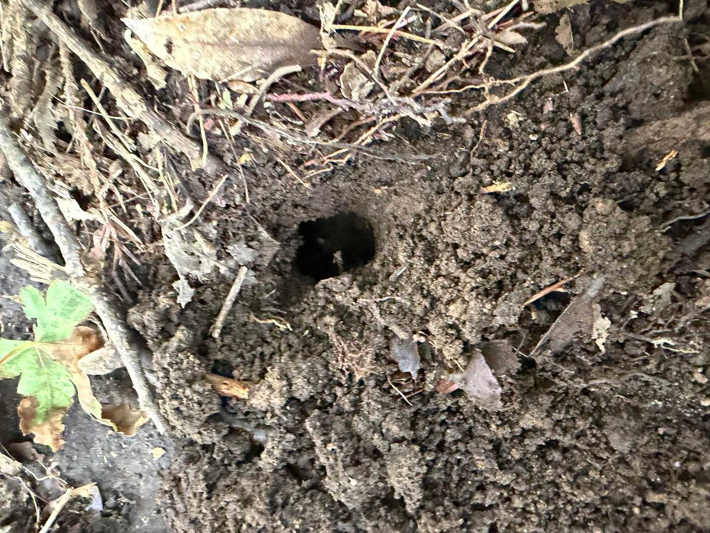 なるほど！モグラやな！タブン